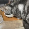 ビチョビチョうんちが続く先住ネコ