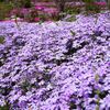 『 花たび　足立直芝桜園 』