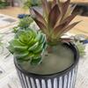 初めての習い事　多肉植物アレンジメント　キッチンでも楽しむ