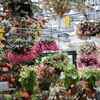 植物公園　　❝ベゴニア温室❞他