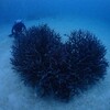 ハートの枝サンゴ