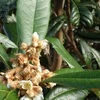 枇杷の花に訪花　羽音を探しましたが　Visiting loquat blossoms