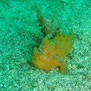 nagominomoree’s diary