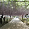 藤＠曼陀羅寺
