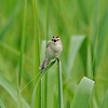 ２０２３年５月、渡良瀬遊水地にて野鳥観察。