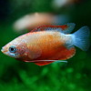 (熱帯魚 生体)レッドグラミー(約3cm)(20匹)【水槽/熱帯魚/観賞魚/飼育】【生体】【通販/販売】【アクアリウム/あくありうむ】