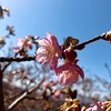 ほし氏の花見は四季問わず -12-