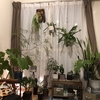 いろんな角度から植物を見てみよう！の巻