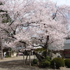 ＊今日は桜が満開の高麗神社へ。