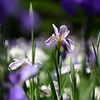 ✿小石川後楽園の花菖蒲です❗