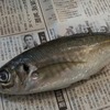 初心者が魚の三枚おろしに挑戦！季節の魚あじを味わう