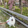 お花見
