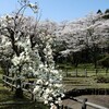 里山花めぐり