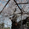 染井吉野じゃない桜