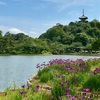 初夏の「三溪園」| ハナショウブの開花状況