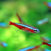 (熱帯魚)カージナルテトラ【ブリード】(約1.5-2cm)(5匹)【水槽/熱帯魚/観賞魚/飼育】【生体】【通販/販売】【アクアリウム】【再入荷】