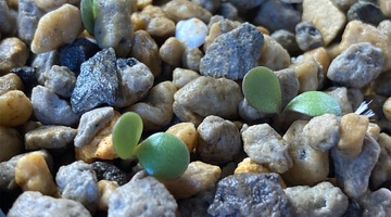 【実生記録】オトンナ・ユーフォルビオイデス実生成功の秘訣！低温湿潤処理で育てる冬型塊根植物