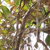 セアカハナドリ Scarlet-backed Flowerpecker