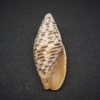 和歌山の貝　クチベニアラフデ（Neocancilla popilio,1807）