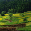 鴨川の棚田、大山千枚田