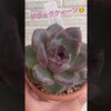 ブラッククィーン👸 千葉県船橋市で多肉生産者を目指しているピュールサキュレントです。#多肉 #多肉植物 #多肉生産者への道 #リエール多肉塾#園芸#ガーデニング#多肉生産者修行中（多肉生産者への道 Pur・Succulentさん）