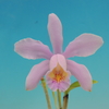 Cattleya forbesii`Mrs Donta'