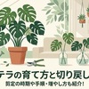 モンステラの育て方と切り戻しのコツ！剪定の時期や手順・増やし方も紹介