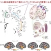 パーキンソン病はSCANを中心とするネットワークの疾患である！ ― 新しいホムンクルスが示した病態理解のパラダイムシフト ―