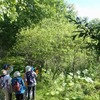 2023年6月18日(日)～19(月)　苫小牧「近所の自然散歩」植物調査&鳥類調査