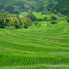 青田風