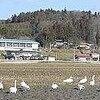 オオハクチョウ一休み（岩手県）