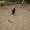 老犬ホームあん｜300頭が０に
