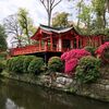 根津神社のつつじがだんだん咲いてきた