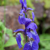 雨つゆが滴る花の様子