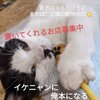 【8月に譲渡会も】　福岡県飯塚市：犬と猫のカフェ 有吉工務店を紹介するにゃ 5【ボランティアさん大募集中にゃ‼️】