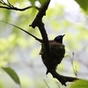 初夏の訪れ「三光」の鳥