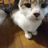 多頭崩壊現場からの老齢チャコ😺