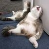 降るの？降らないの？