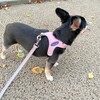 まろにー2196日目