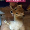 犬の生理が来てしまった～！避妊手術のタイミングって難しい