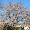 さくら