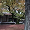 雷山千如寺大悲王院の紅葉