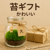 【苔の贈り物】かわいさ満点！癒しを届ける「苔プレゼント」の魅力とアイデア特集🌿🎁