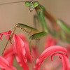 チョウセンカマキリ