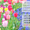 4月星模様