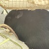 くろごまあん二世 268日目