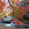 紅葉を見に行く🍁