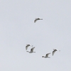 ニシアマサギ Western Cattle Egret