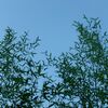 日曜朝のだらだら散歩