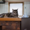 猫ちゃんたちと留守番
